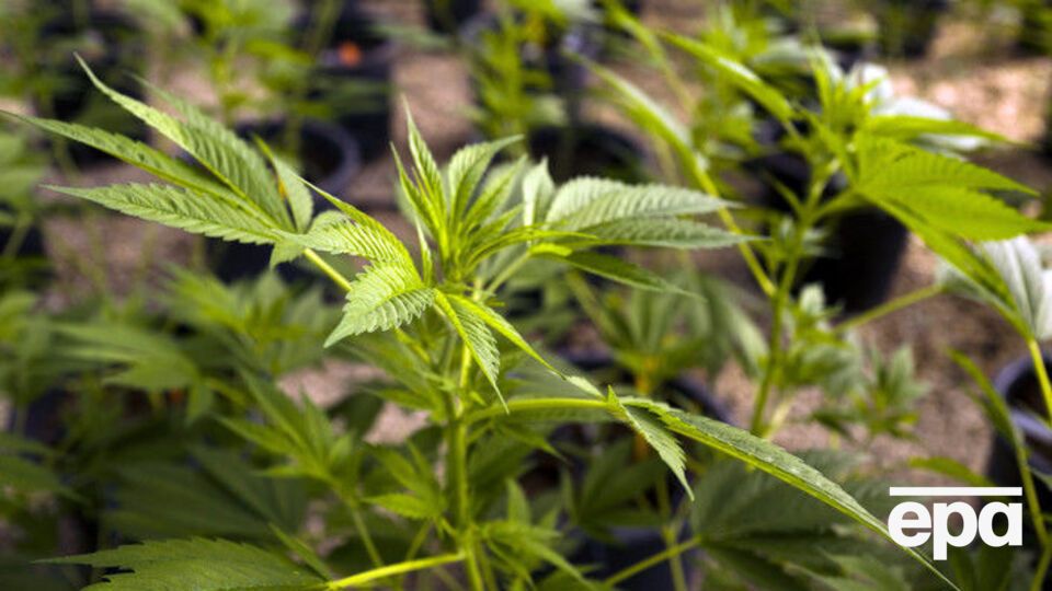 Вживання марихуани в США дозволяли для медичних потреб у 20 штатах