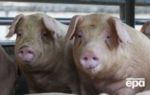 У 2013 році експорт свинини з ЄС до Росії оцінювали в €1,4 млрд