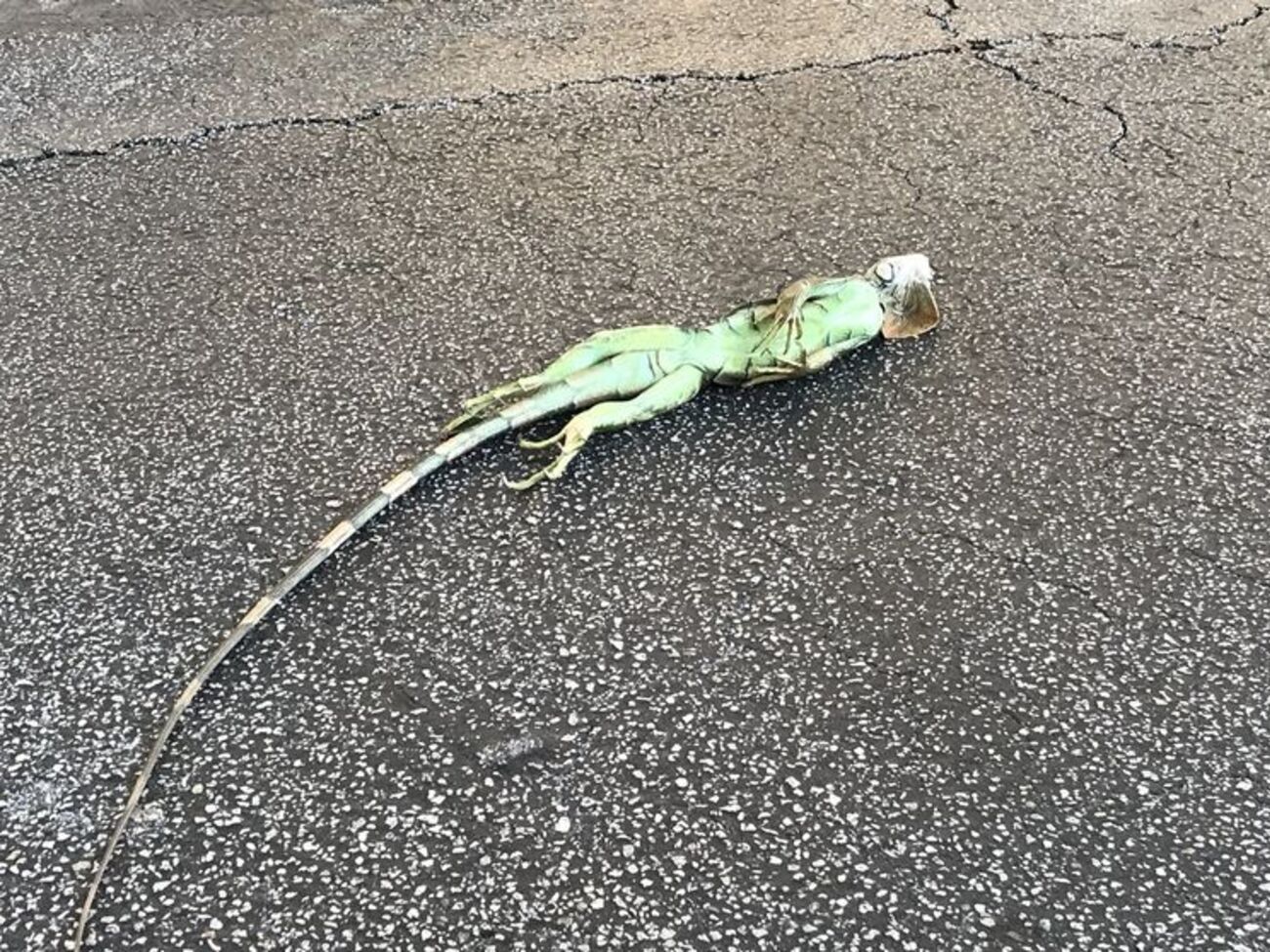 Из-за аномальных холодов во Флориде с деревьев падают игуаны