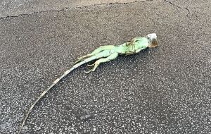 Из-за аномальных холодов во Флориде с деревьев падают игуаны