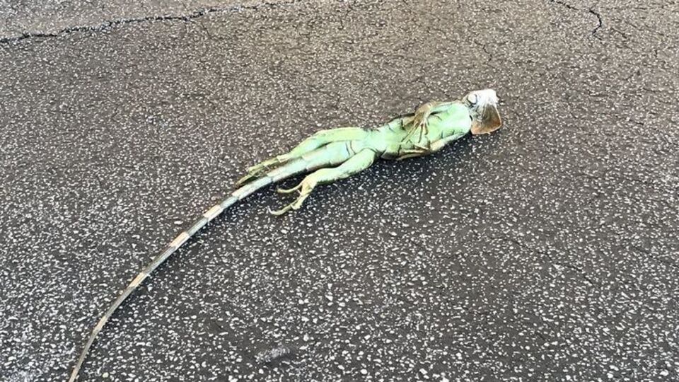 Из-за аномальных холодов во Флориде с деревьев падают игуаны