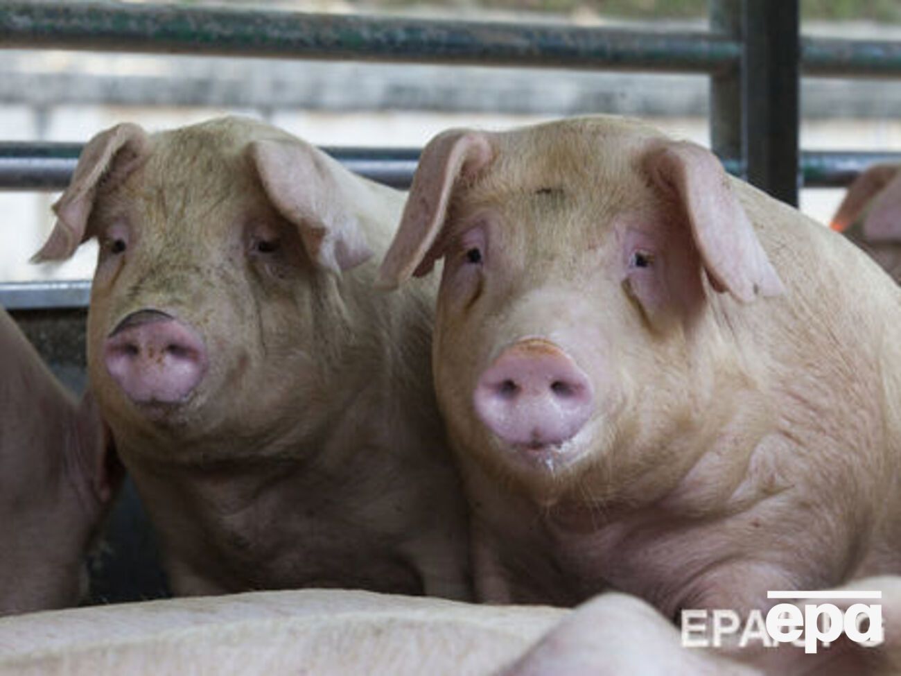 У 2013 році експорт свинини з ЄС до Росії оцінювали в &euro;1,4 млрд