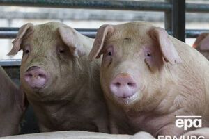 У 2013 році експорт свинини з ЄС до Росії оцінювали в €1,4 млрд