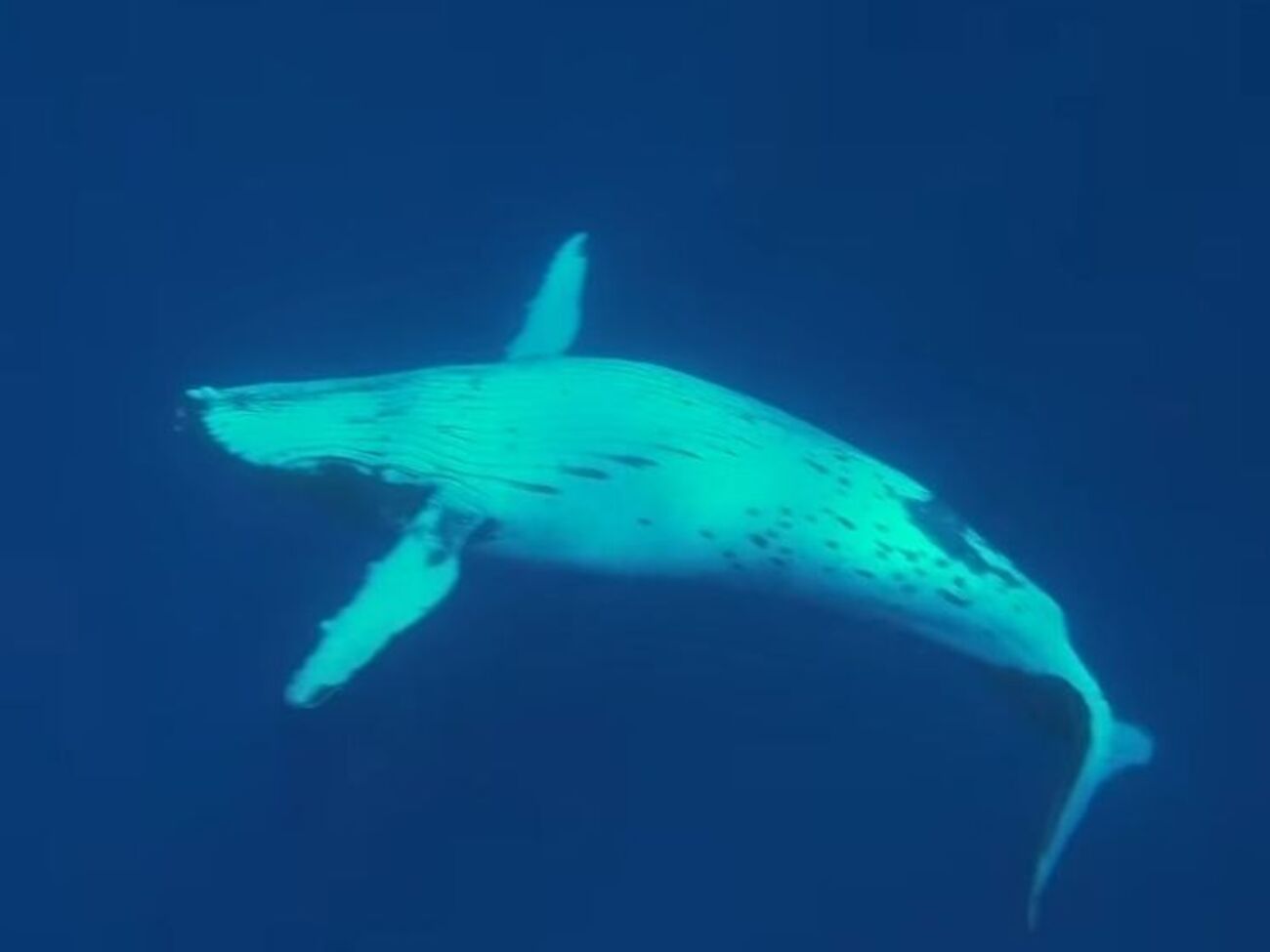 Кит защищал исследователя от акулы