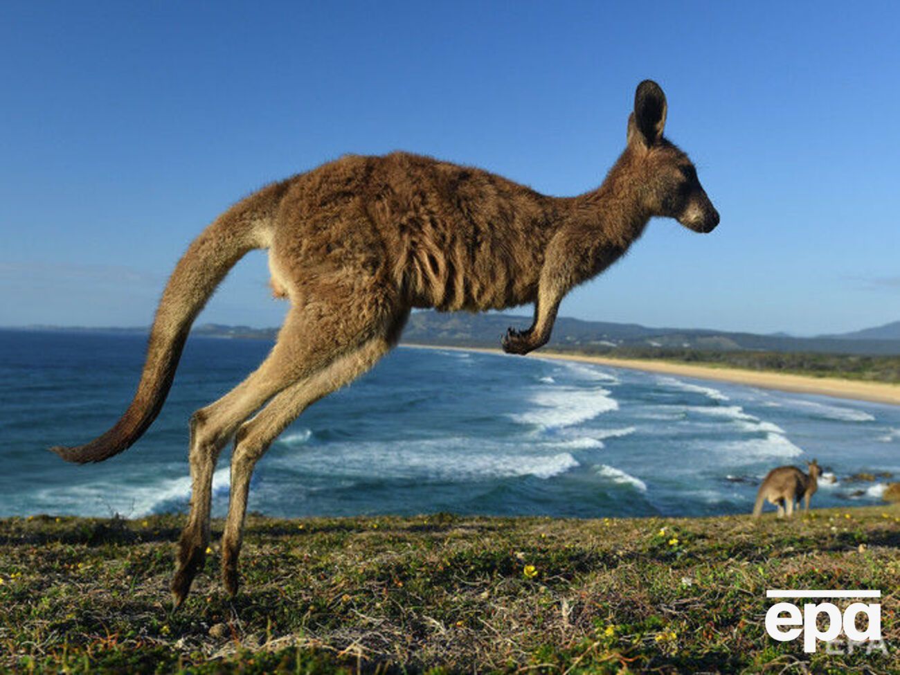 Кенгуру напал на пару в Австралии