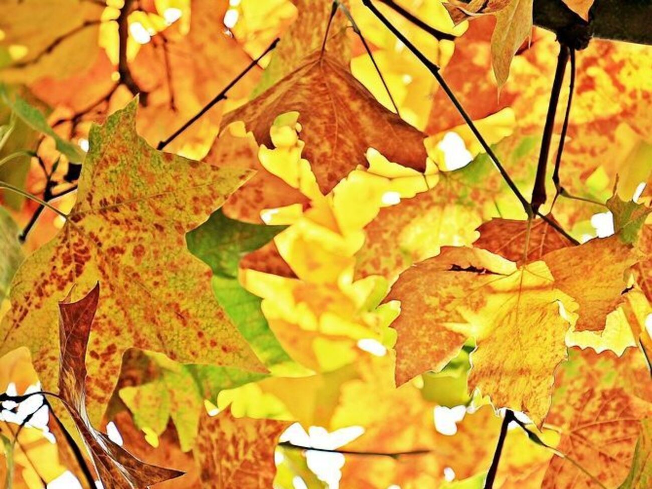 Завтра в Києві прогнозують теплу і сонячну погоду