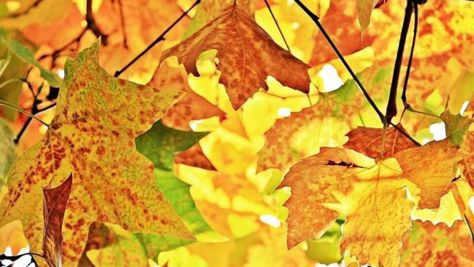 Завтра в Києві прогнозують теплу і сонячну погоду