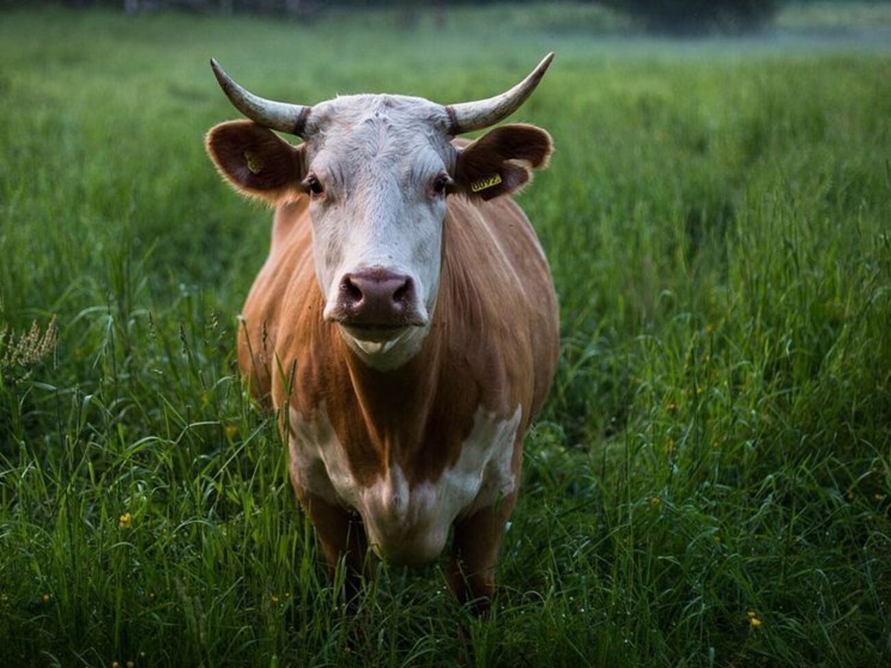 Джерелом інфекції стала домашня корова