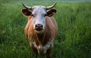 Джерелом інфекції стала домашня корова