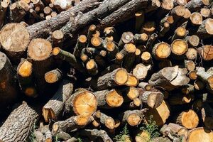 В Україні є проблема корупції і незаконного вирубування лісу – Лоусон