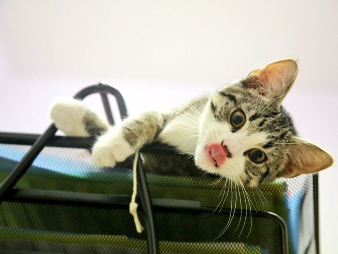 Кота Ассанжу подарили его дети