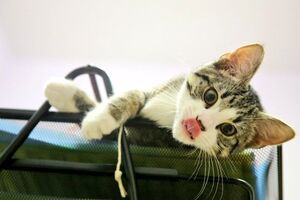 Кота Ассанжу подарили его дети