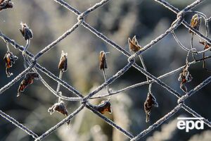 В Україні очікують заморозки