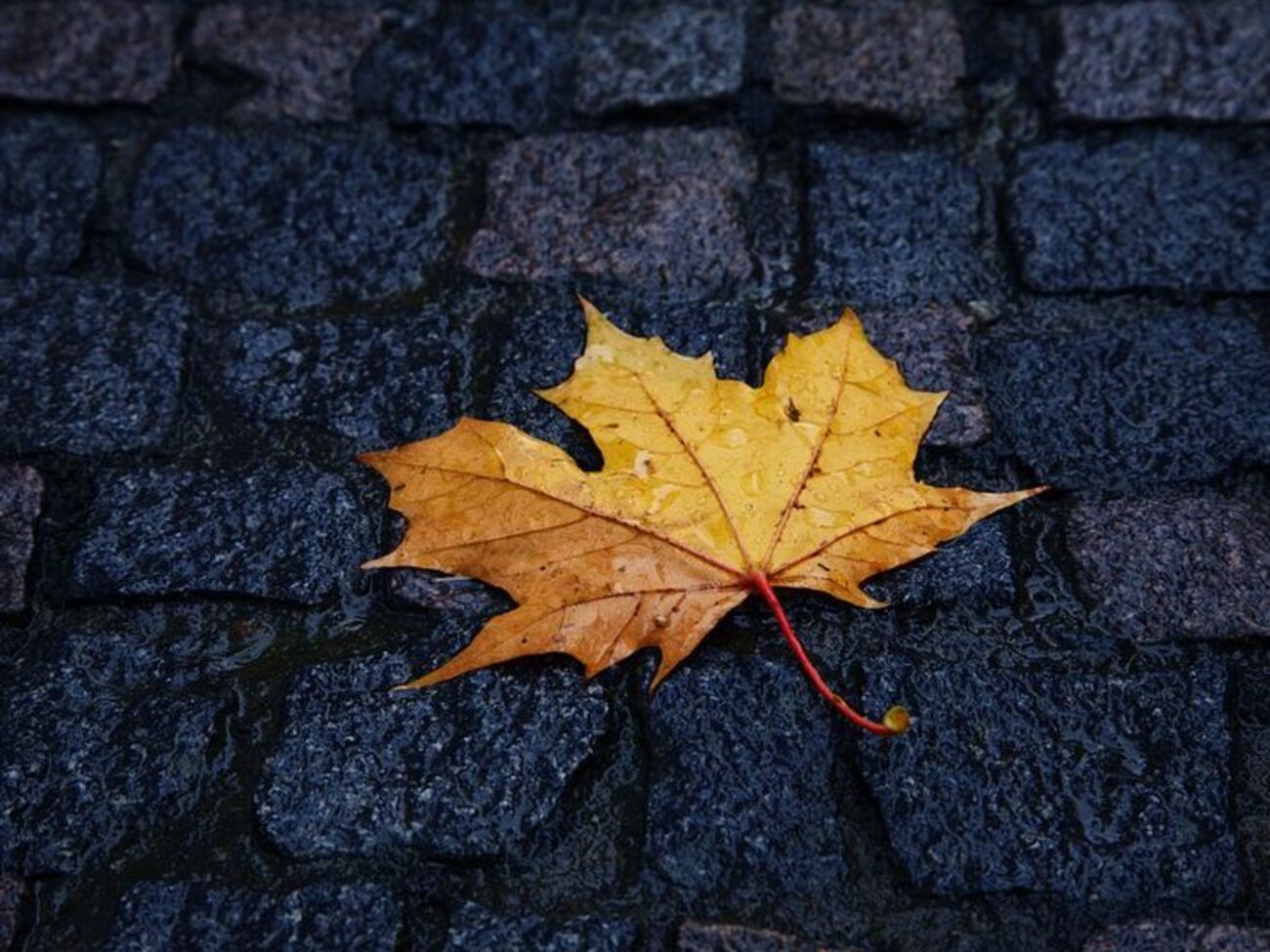 В Киеве ожидается небольшой дождь во второй половине дня