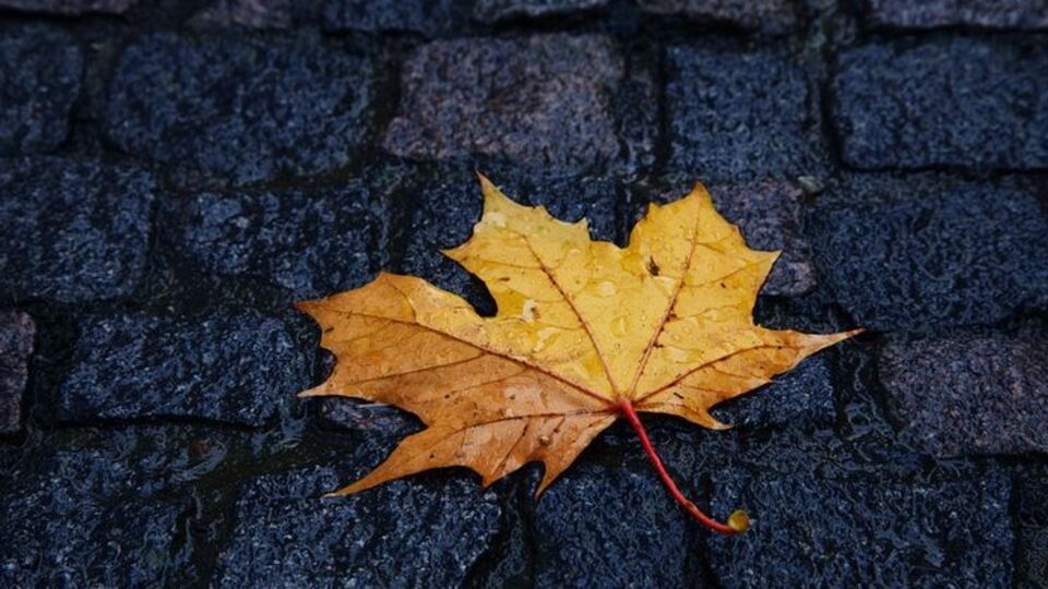 У Києві можливий невеликий дощ у другій половині дня