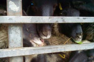 Активистам выдали разовый пропуск, чтобы накормить и напоить овец