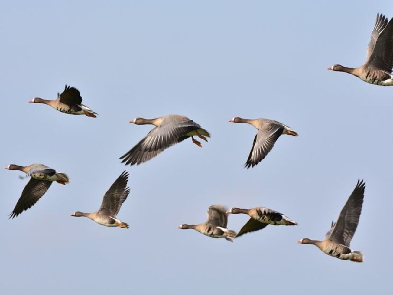 Ватажка зграї, що летить попереду, періодично підміняють інші птахи