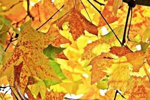 У вихідні в Україні потеплішає