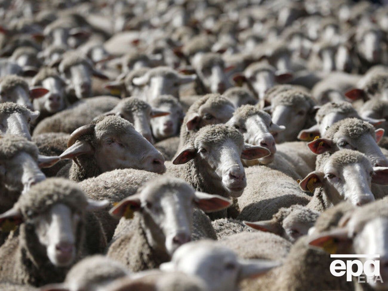 Живых овец обследуют