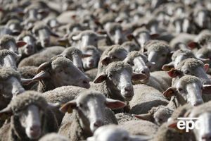 Живых овец обследуют