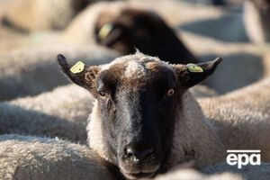 Овец из порта Черноморска 27 октября отправили в Винницкую область