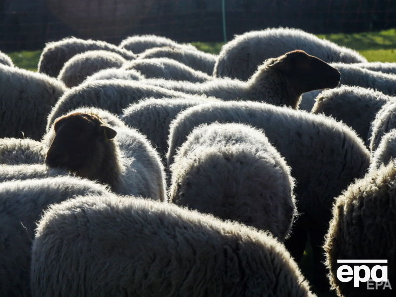 Овцы находились в порту Черноморска с 12 октября