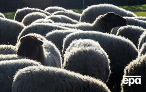 Овцы находились в порту Черноморска с 12 октября