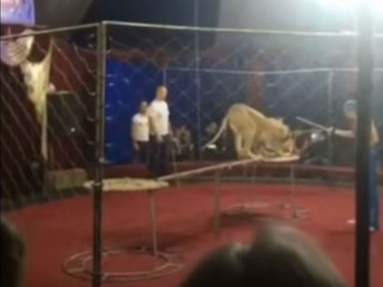 Директора передвижного цирка, в котором&nbsp;28 октября львица напала на&nbsp;четырехлетнюю девочку, задержали