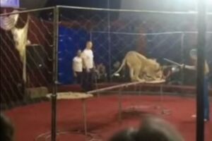 Директора передвижного цирка, в котором 28 октября львица напала на четырехлетнюю девочку, задержали