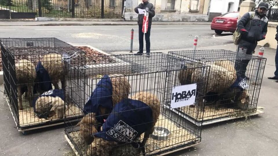 Журналісти звернулися в поліцію у зв'язку з появою кліток із вівцями біля входу в редакцію