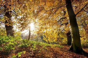 Сьогодні в Києві буде приблизно +14 ºC