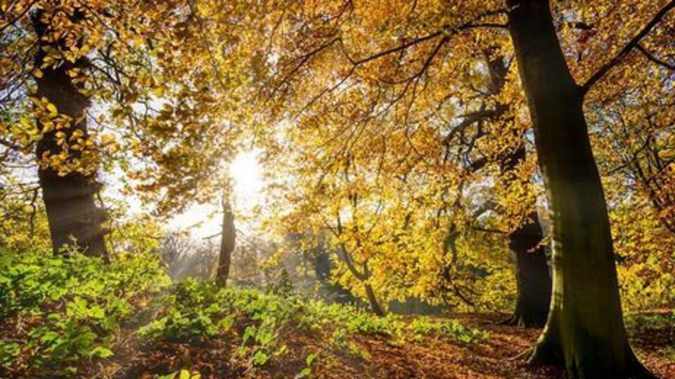 Сьогодні в Києві буде приблизно +14 ºC