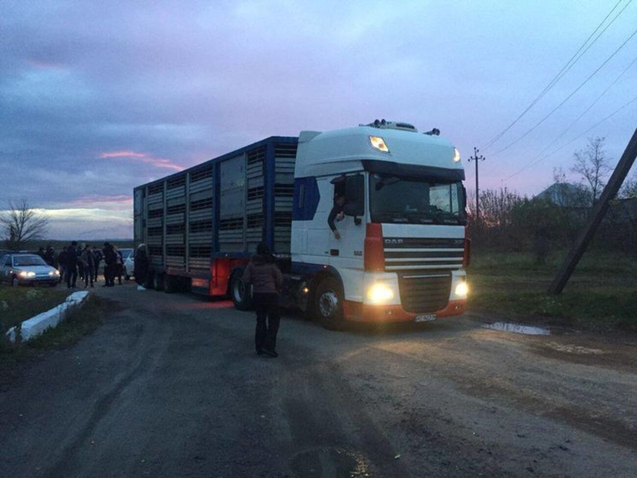 В фуре было 300 овец, 54 из них погибли