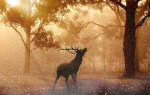 Не менее 300 видов млекопитающих полностью исчезли в результате охоты человека