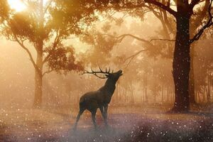 Не менее 300 видов млекопитающих полностью исчезли в результате охоты человека