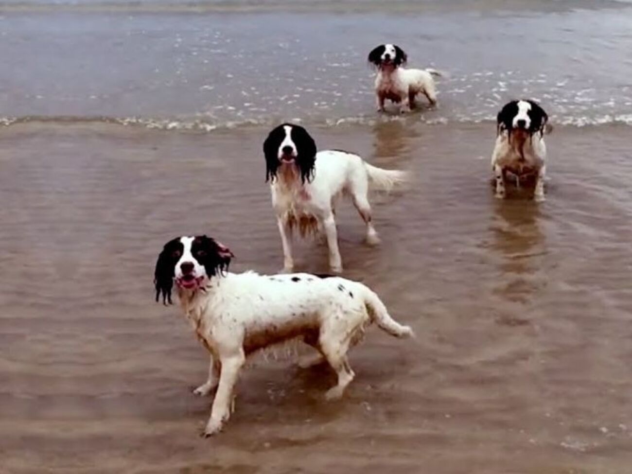 У ролику собаки граються під музику Генделя