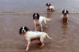 У ролику собаки граються під музику Генделя