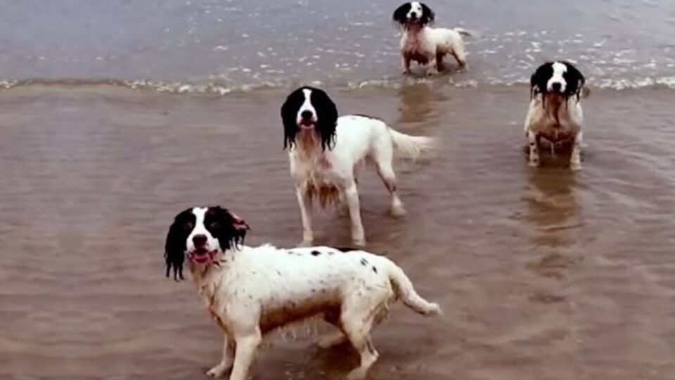 У ролику собаки граються під музику Генделя