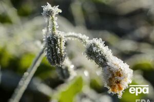 В Украине ожидаются заморозки на почве и в воздухе