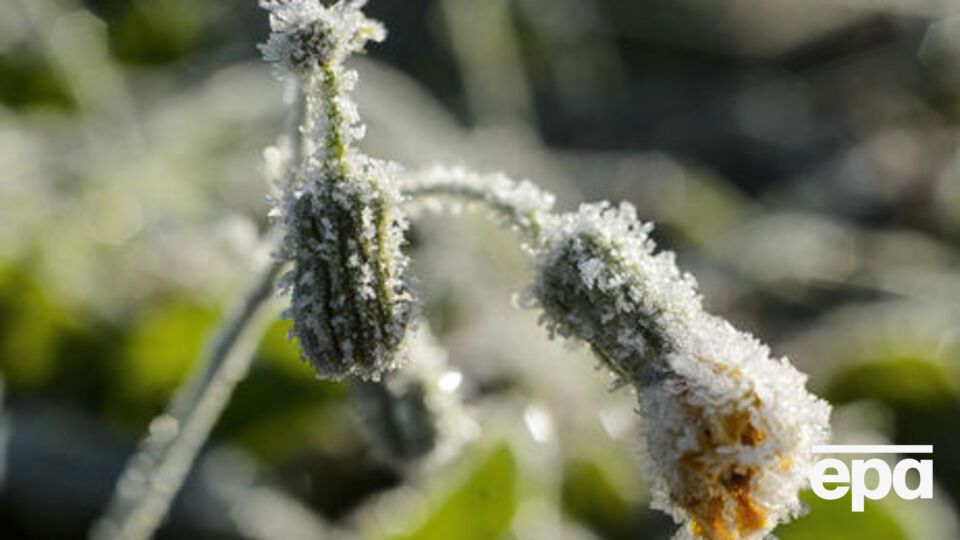 В Україні можливі заморозки на ґрунті та у повітрі