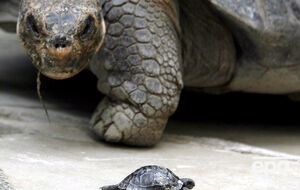 На Галапагосах разводят вымирающие виды черепах