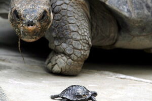 На Галапагосах разводят вымирающие виды черепах