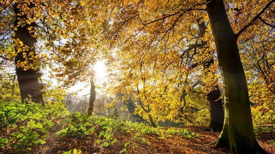 В Украине ожидается солнечная погода
