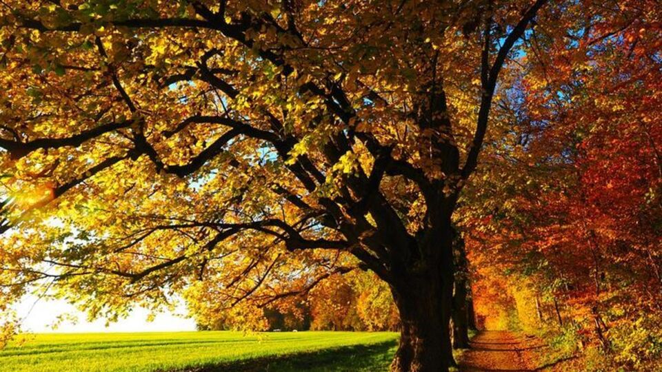 Температура повітря по всій країні буде на рівні +13...+18 °C