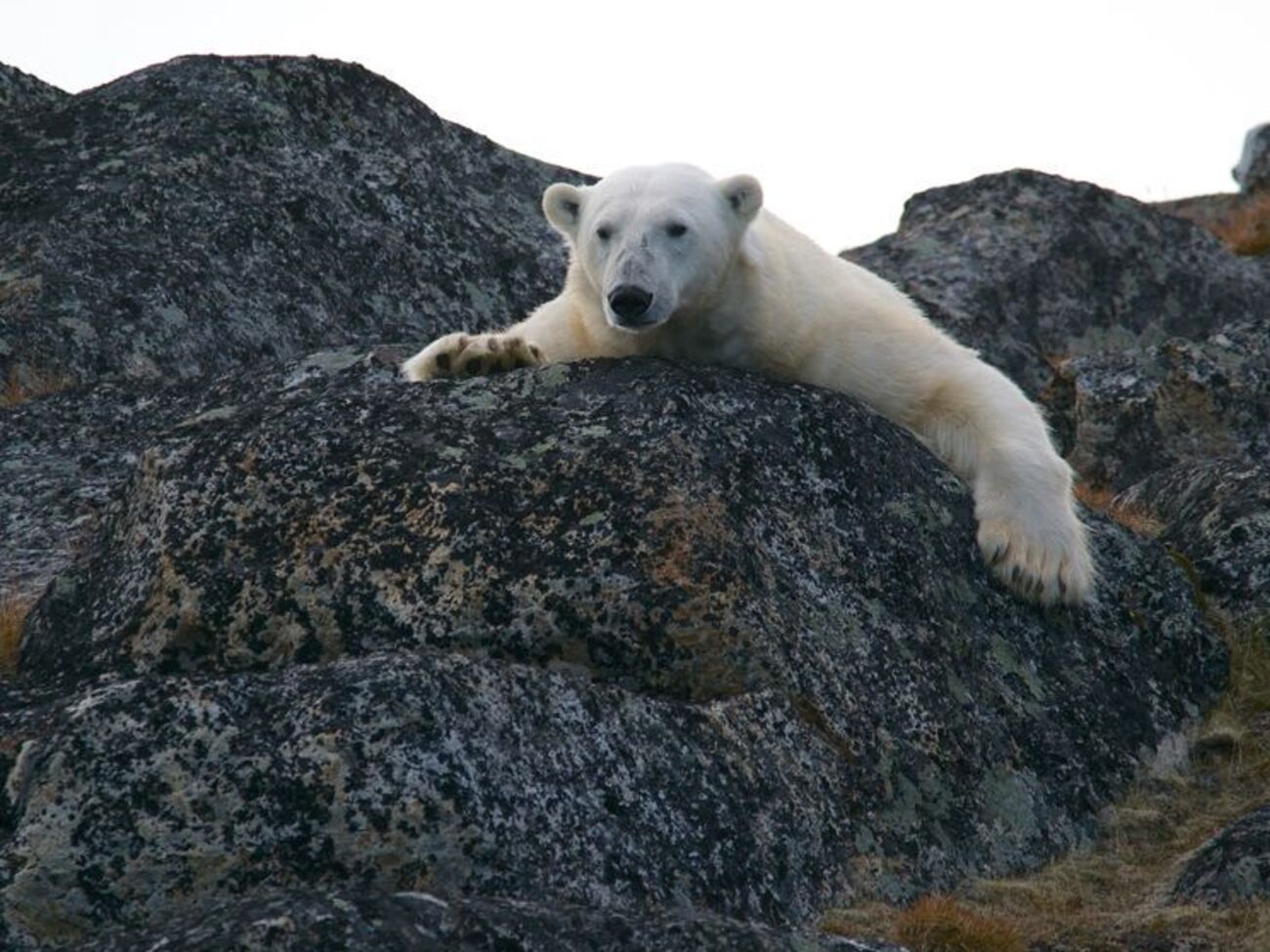 Климатологи фиксируют повышение температуры примерно на 1 градус в год и, как следствие - экстремальные погодные условия, повышение уровня моря и таяние ледников
