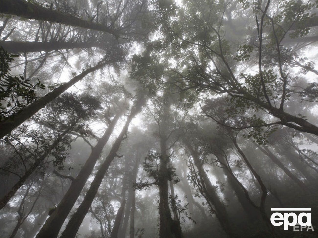 ГСЧС предупредила о тумане