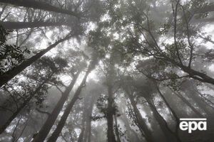 ГСЧС предупредила о тумане