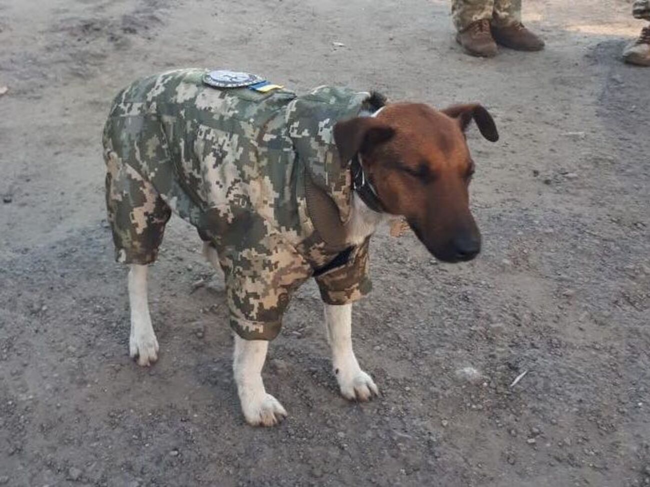 У собаки есть свой шеврон