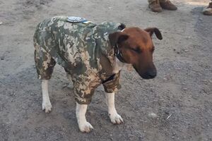 У собаки есть свой шеврон