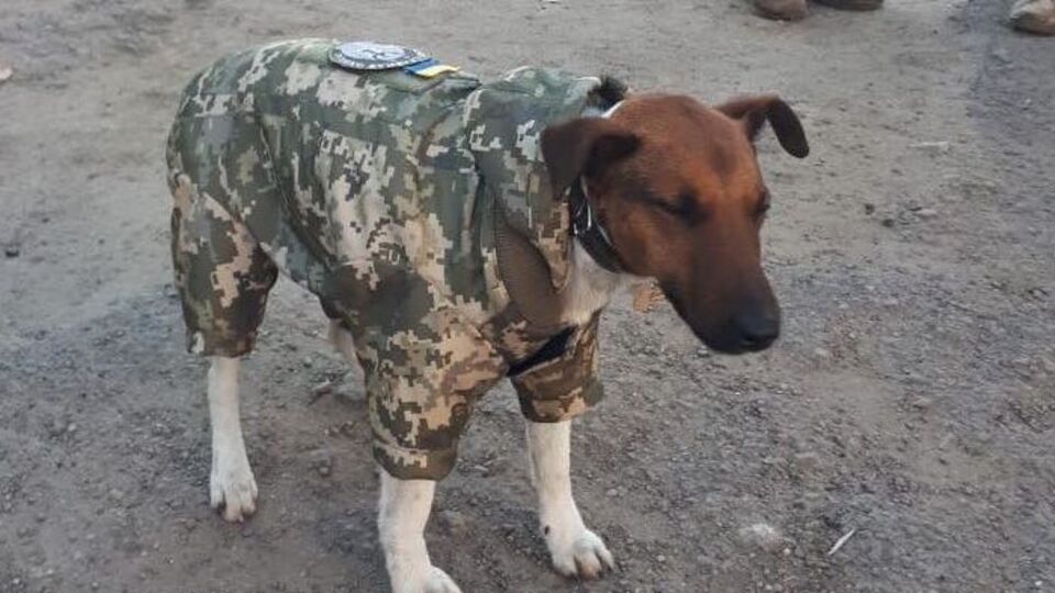 У собаки есть свой шеврон